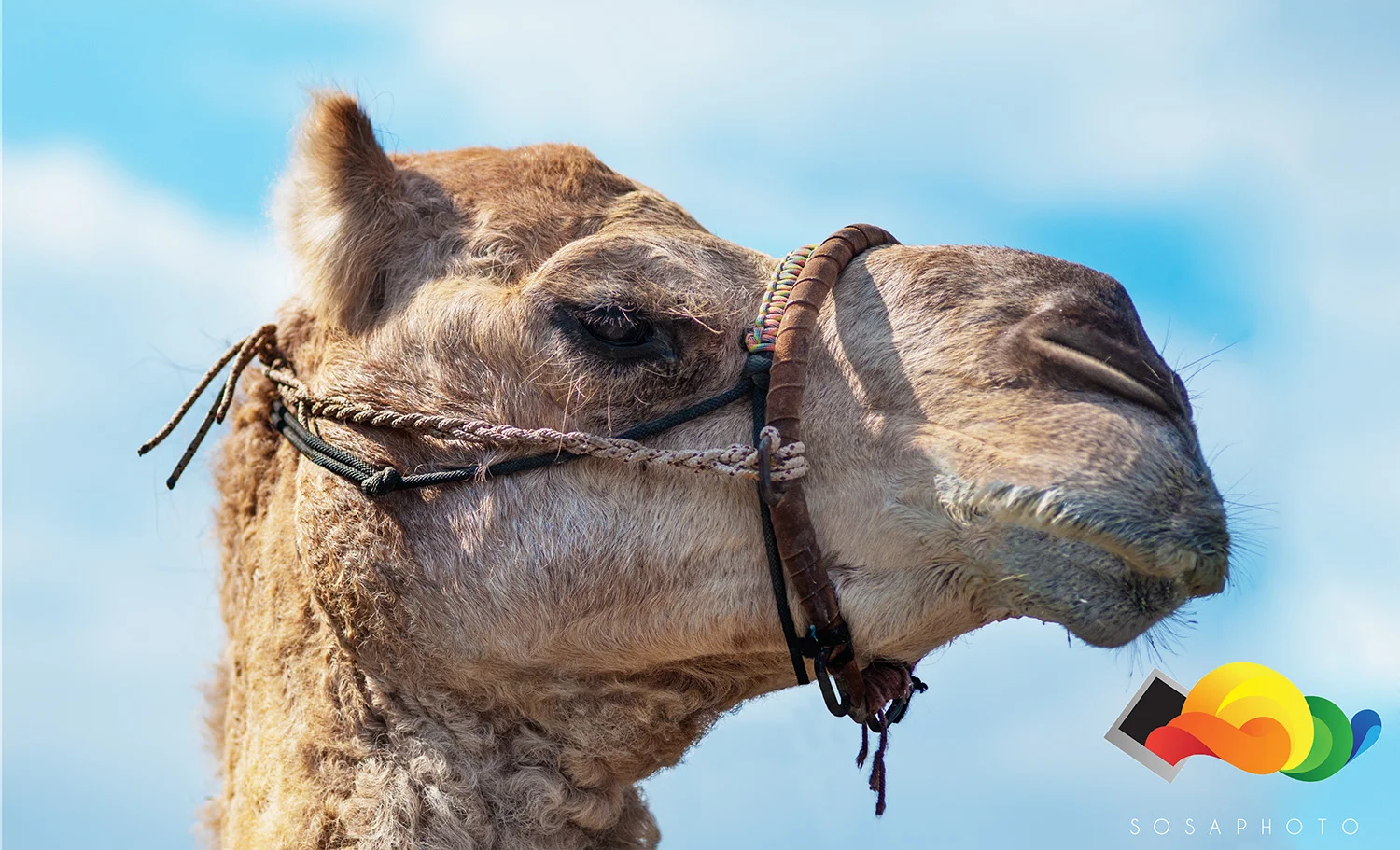 Bert, the dromedary. Patrol Challenge Mascot. Bert and I became really close friends at the end of all this.