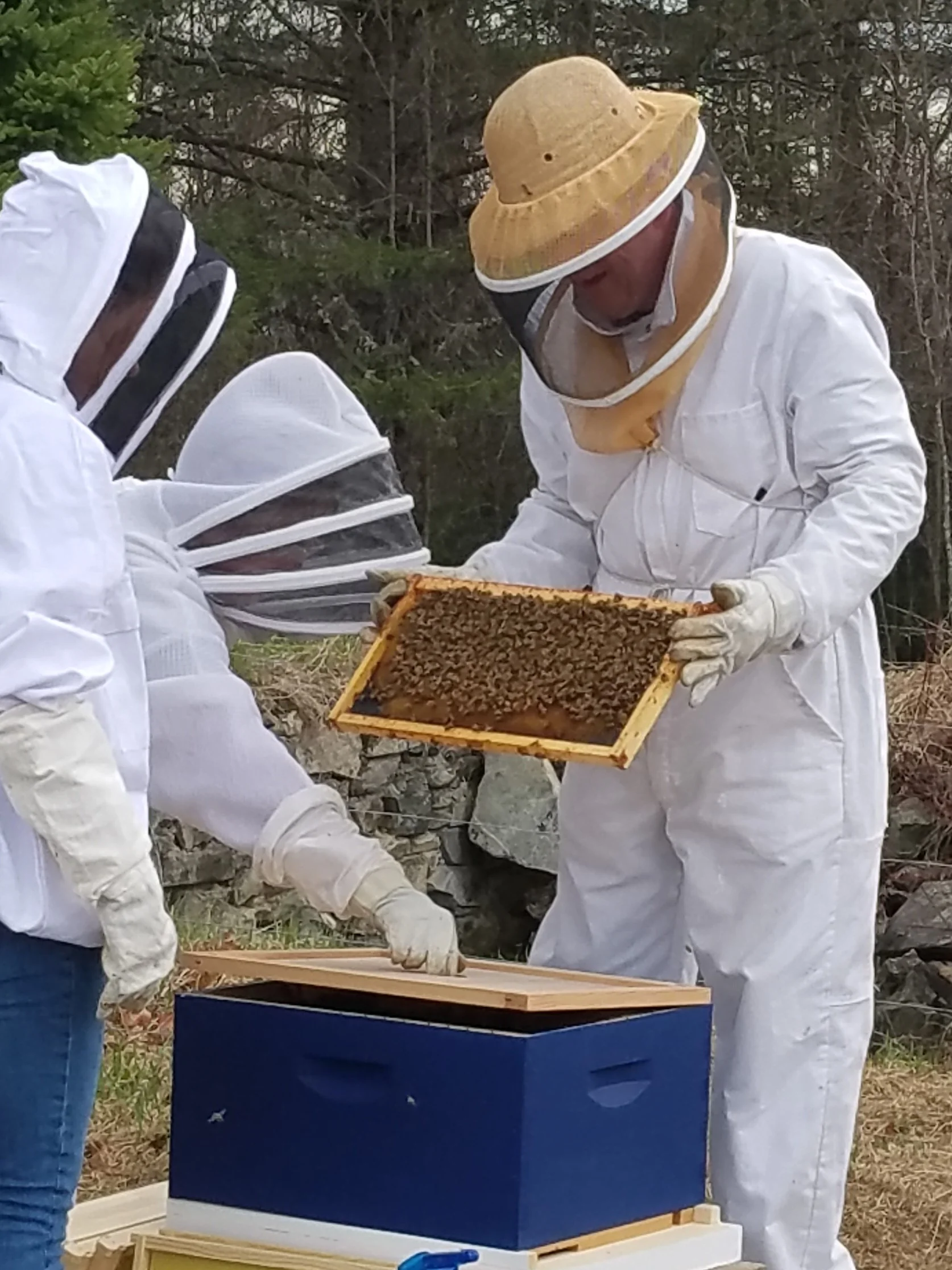 Wh Mts Bees.jpg