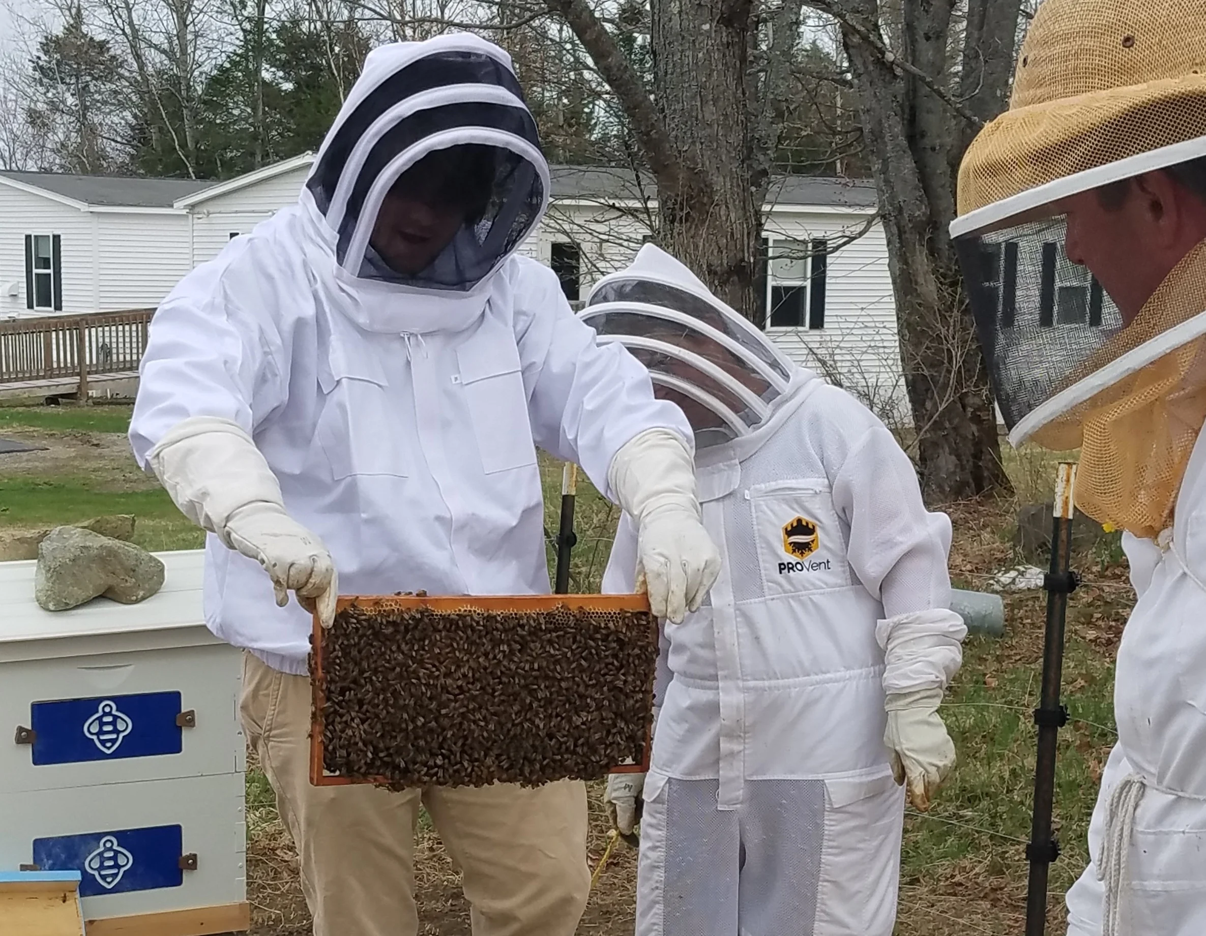 SSIA Bees3.jpg