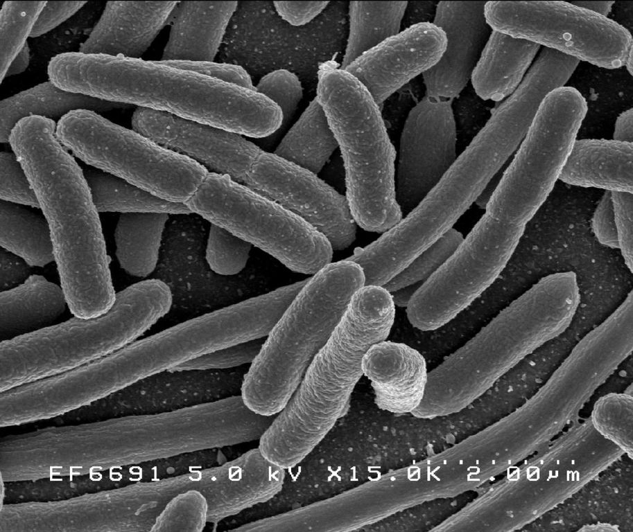 Bacteria (Wikipedia)