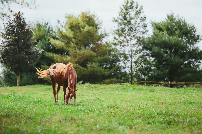 epic_serenbe_farm_wedding_atlanta_019.jpg