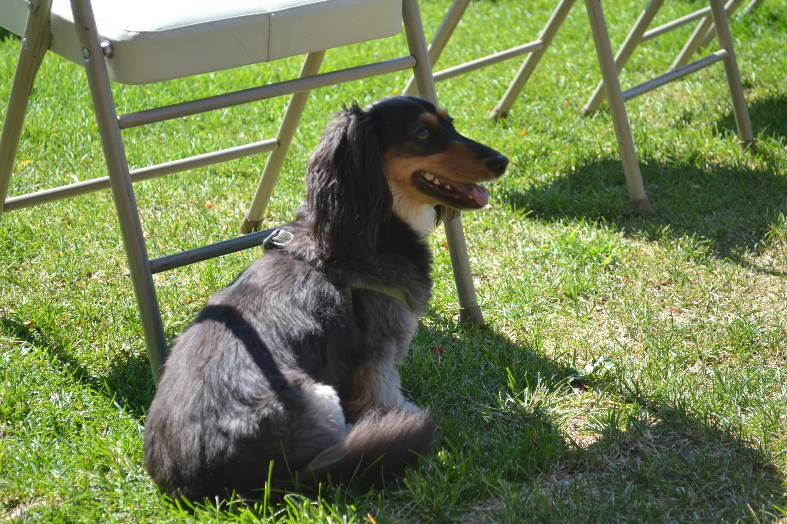One of the cutest attendees of the Game Dev BBQ. 