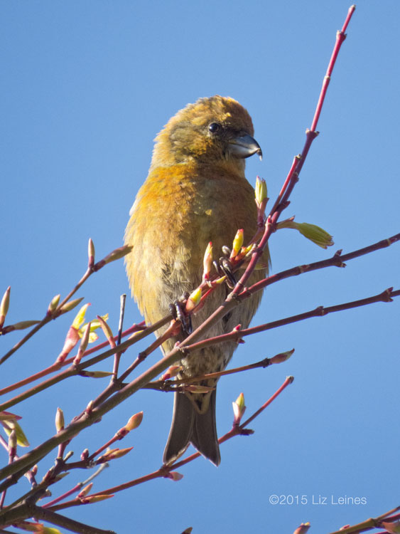 Red Crossbill