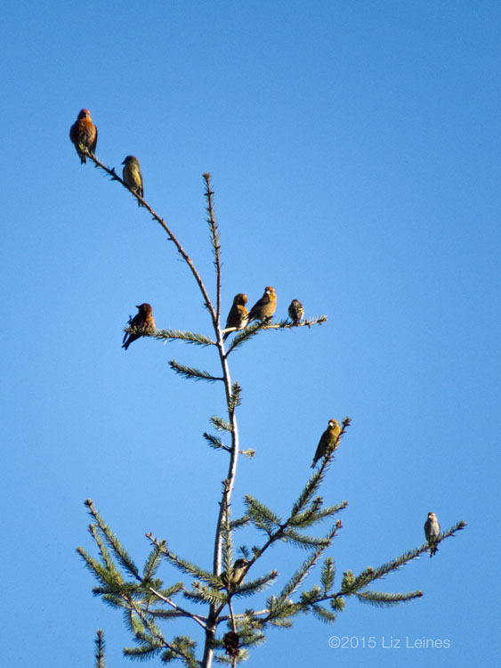 Red Crossbills perched at the top of an evergreen tree.