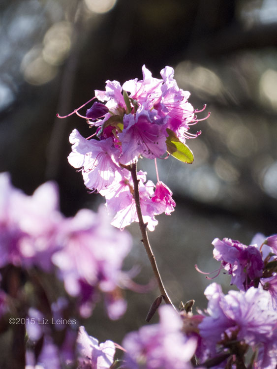 Azalea