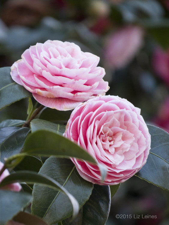 Camellia