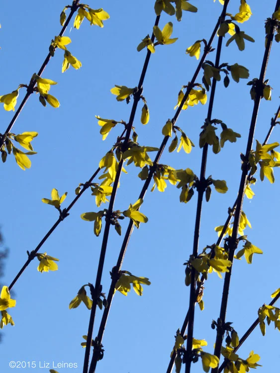 Forsythia