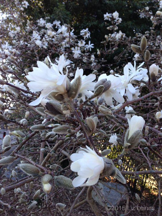 Star Magnolia