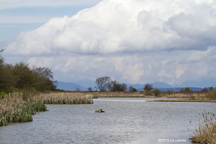 One of the picturesque wetland areas at Reifel Bird Sanctuary.