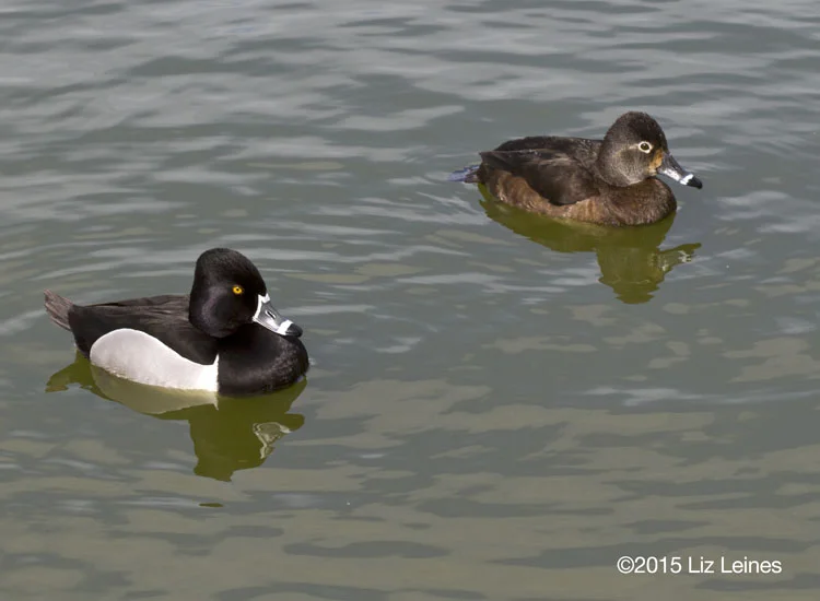 Ring-necked Ducks, male and female. I just love their striped bills.
