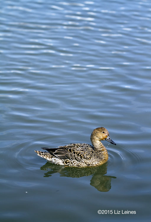 A female Northern Pintail, I think. Lovely shades of brown and white with a wonderful pattern on her feathers!