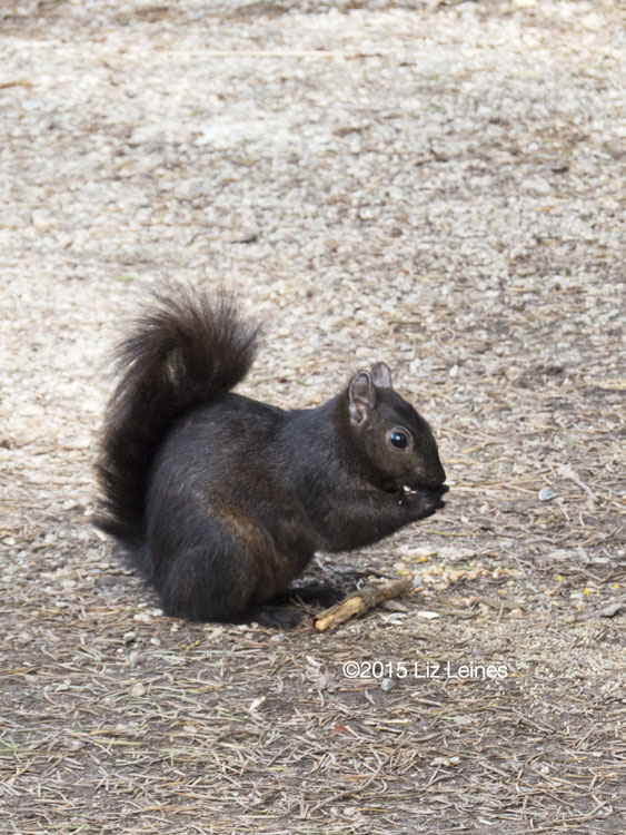 What rich, dark brown fur this little squirrel had.