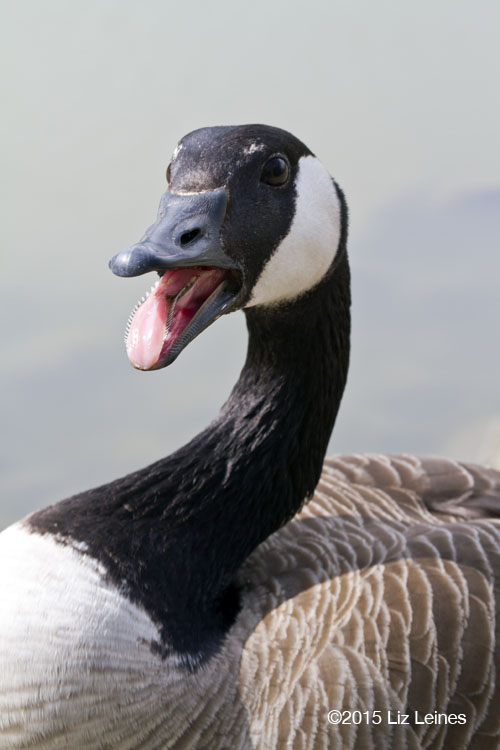 There were many Canada Geese, as usual. I had no idea that they had teeth-like things on their tongues though! So interesting. I read that these help them serrate grasses.