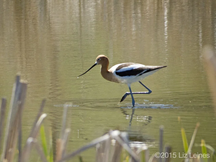 American Avocet, Tulelake, CA