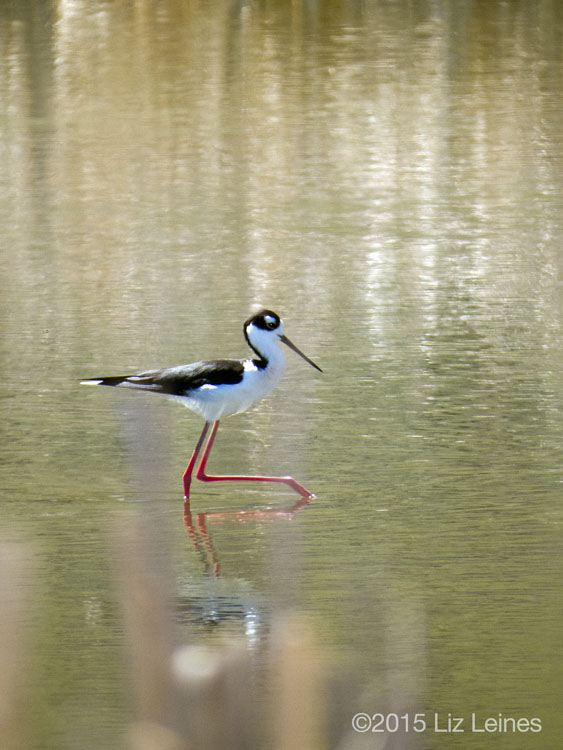 Black-necked Stilt, Tulelake, CA