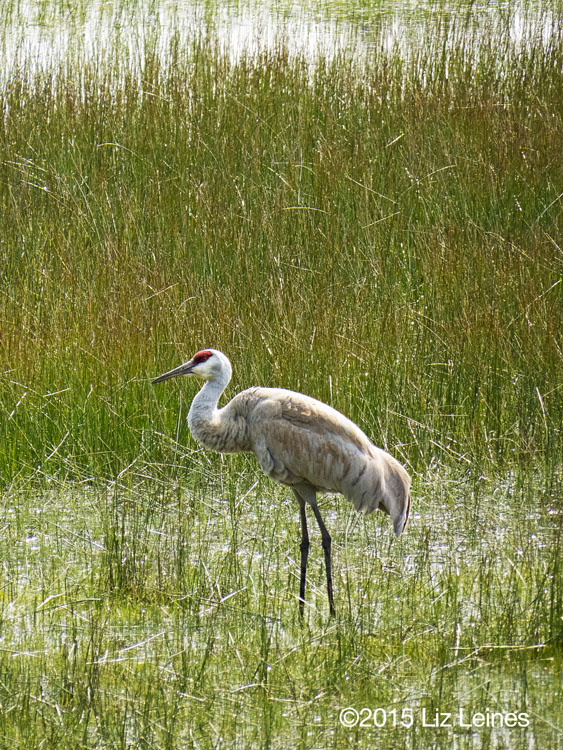 Sandhill Crane, Klammoth Lake, OR