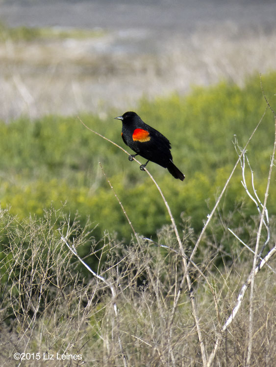 Red-winged Blackbird, Tulelake, CA