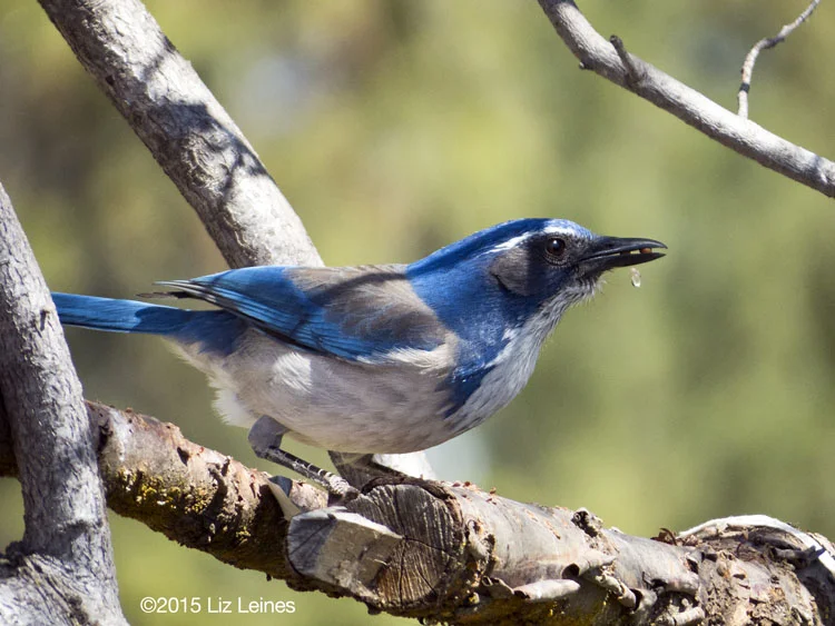 Western Scrub Jay
