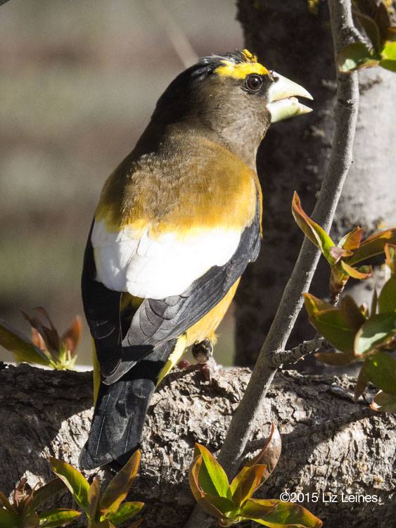 Evening Grosbeak, male, Agency Lake, Oregon