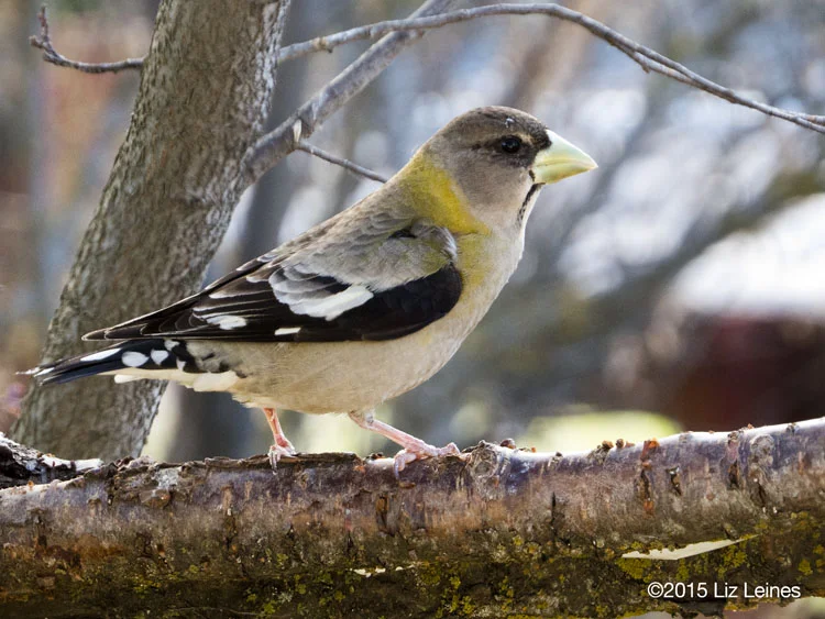Evening Grosbeak, female, Agency Lake, Oregon