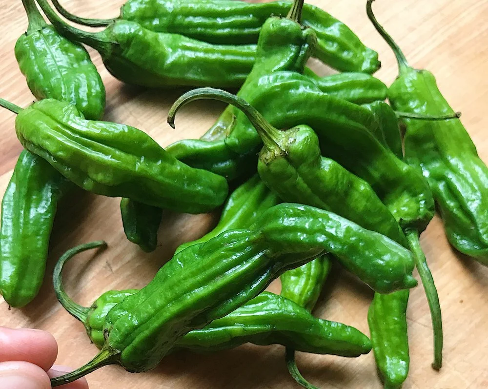 nobu style shishito peppers