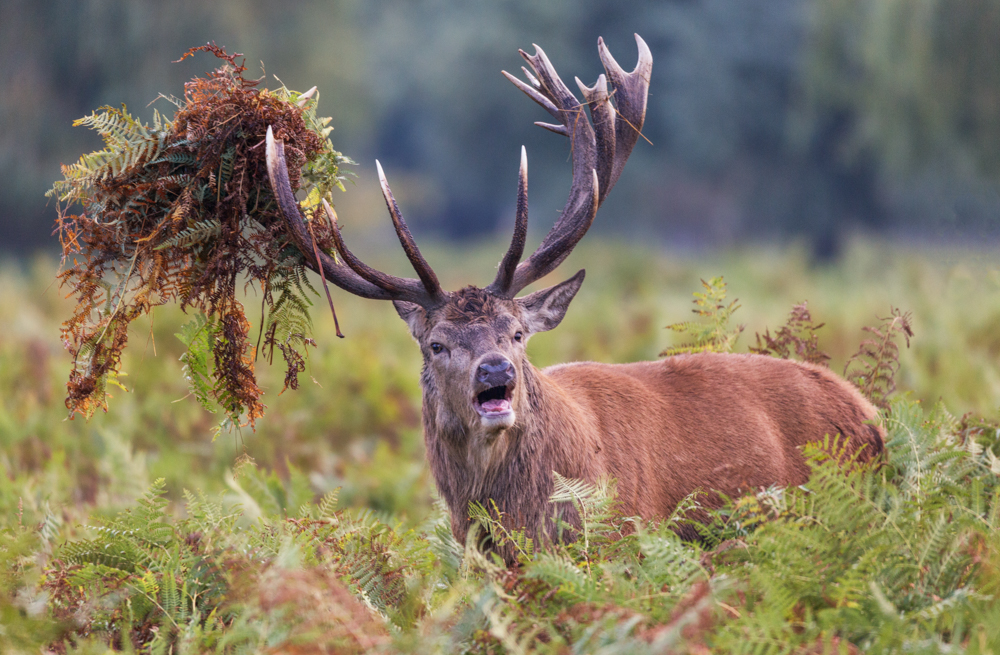 Headress.JPG