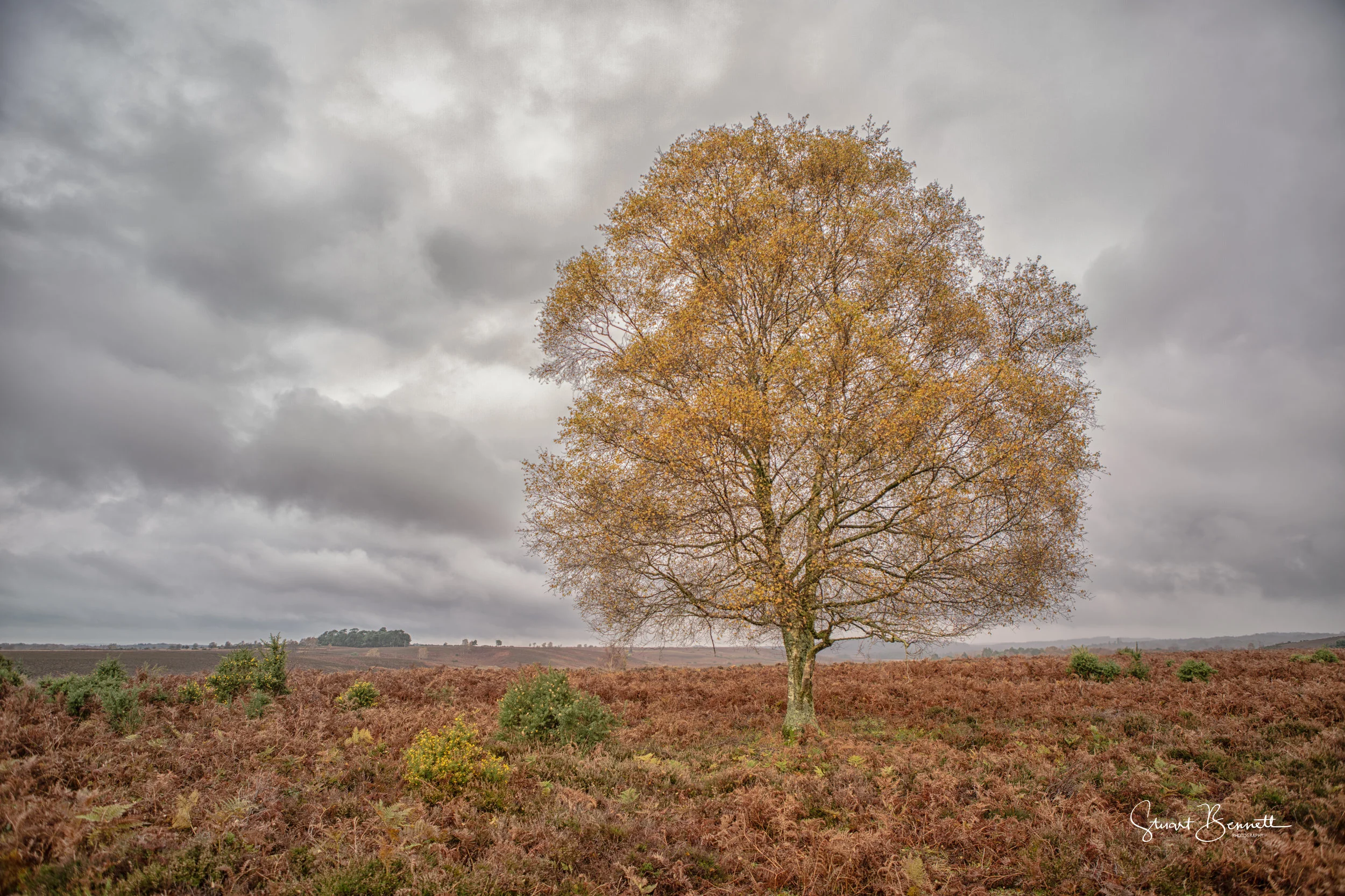 20141116-Rockford Common.JPG