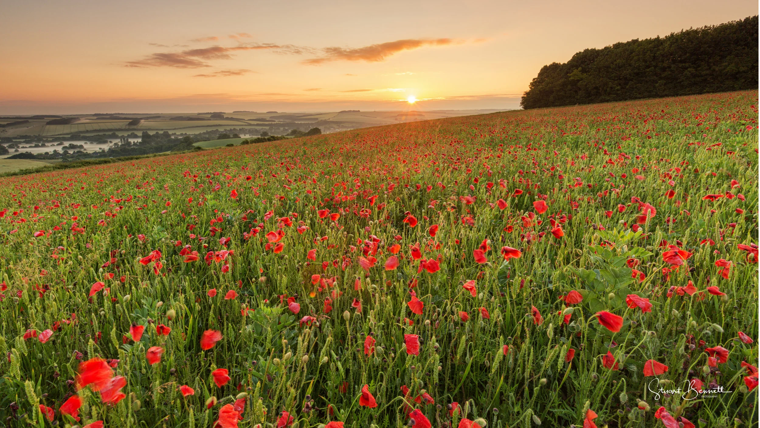20160626-Salisbury Poppy Field Sunrise.JPG