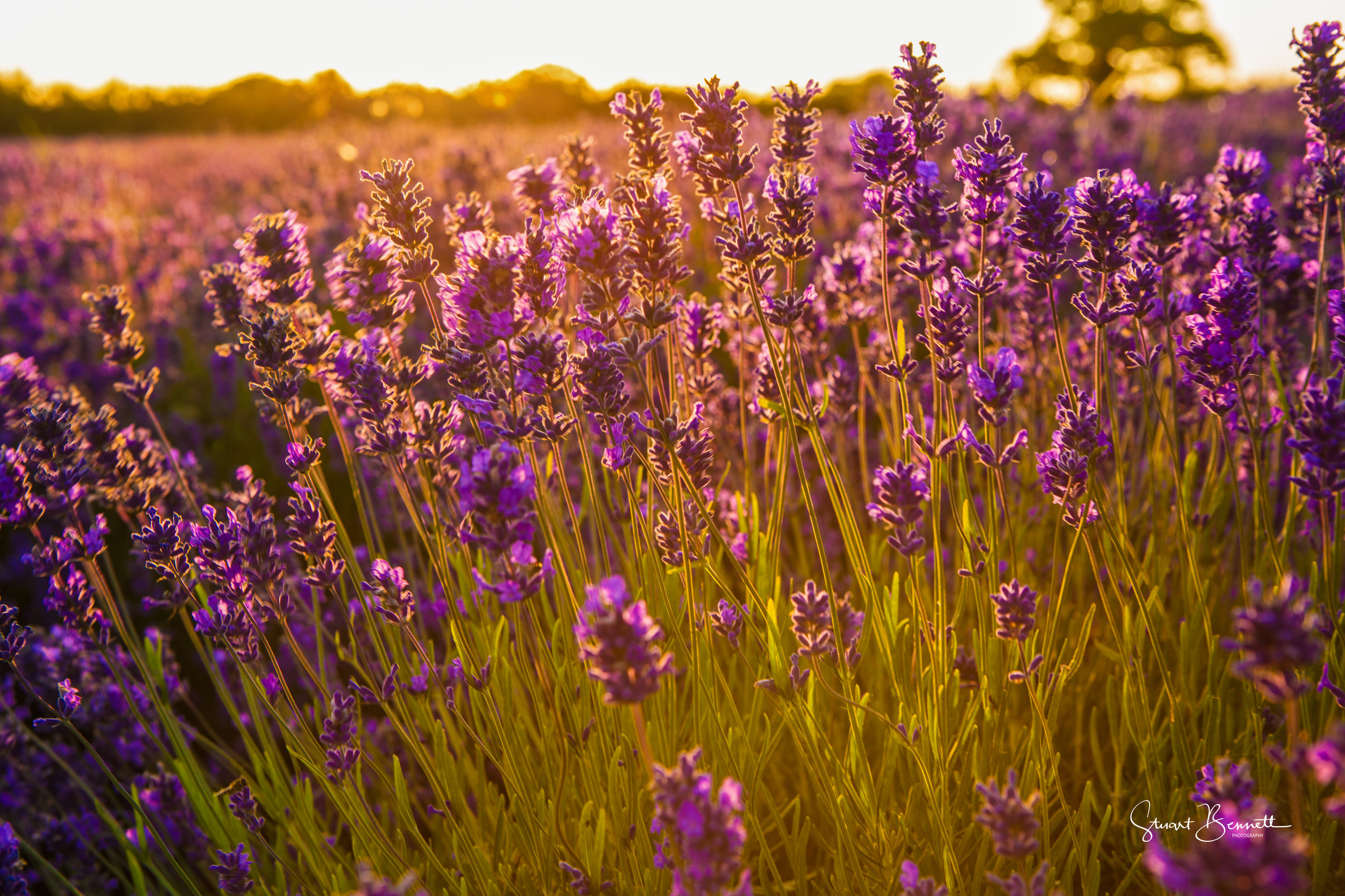 20150718-Somerset Lavender Sunrise-3.JPG