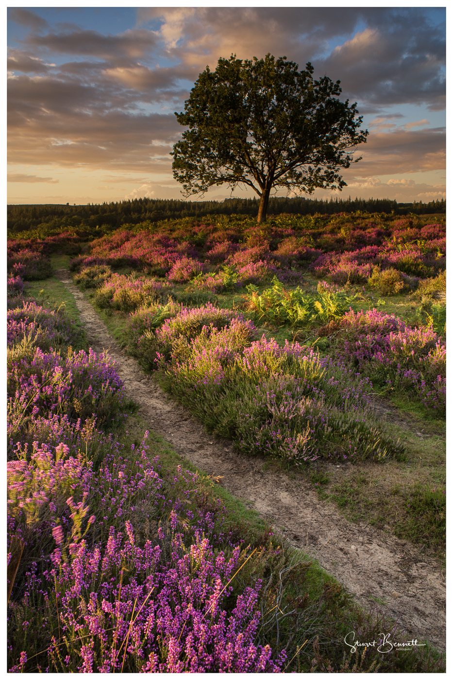 New Forest Heather Sunset (1 of 1).JPG