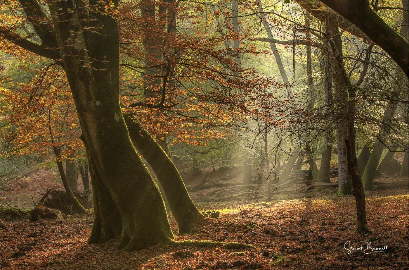 New Forest Autumn.JPG