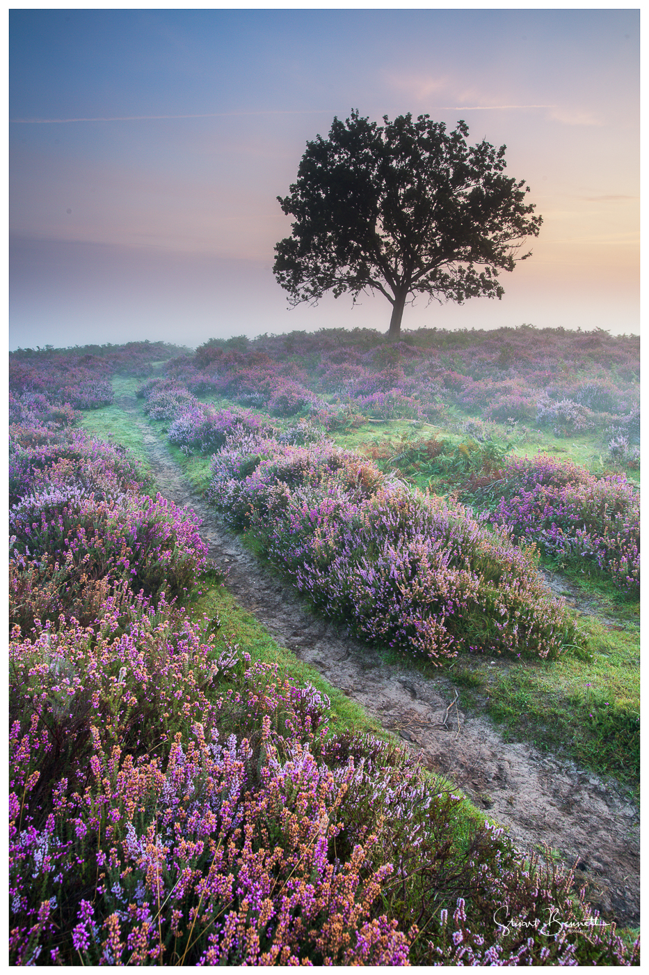 New Forest Misty Sunrise-1-2.JPG