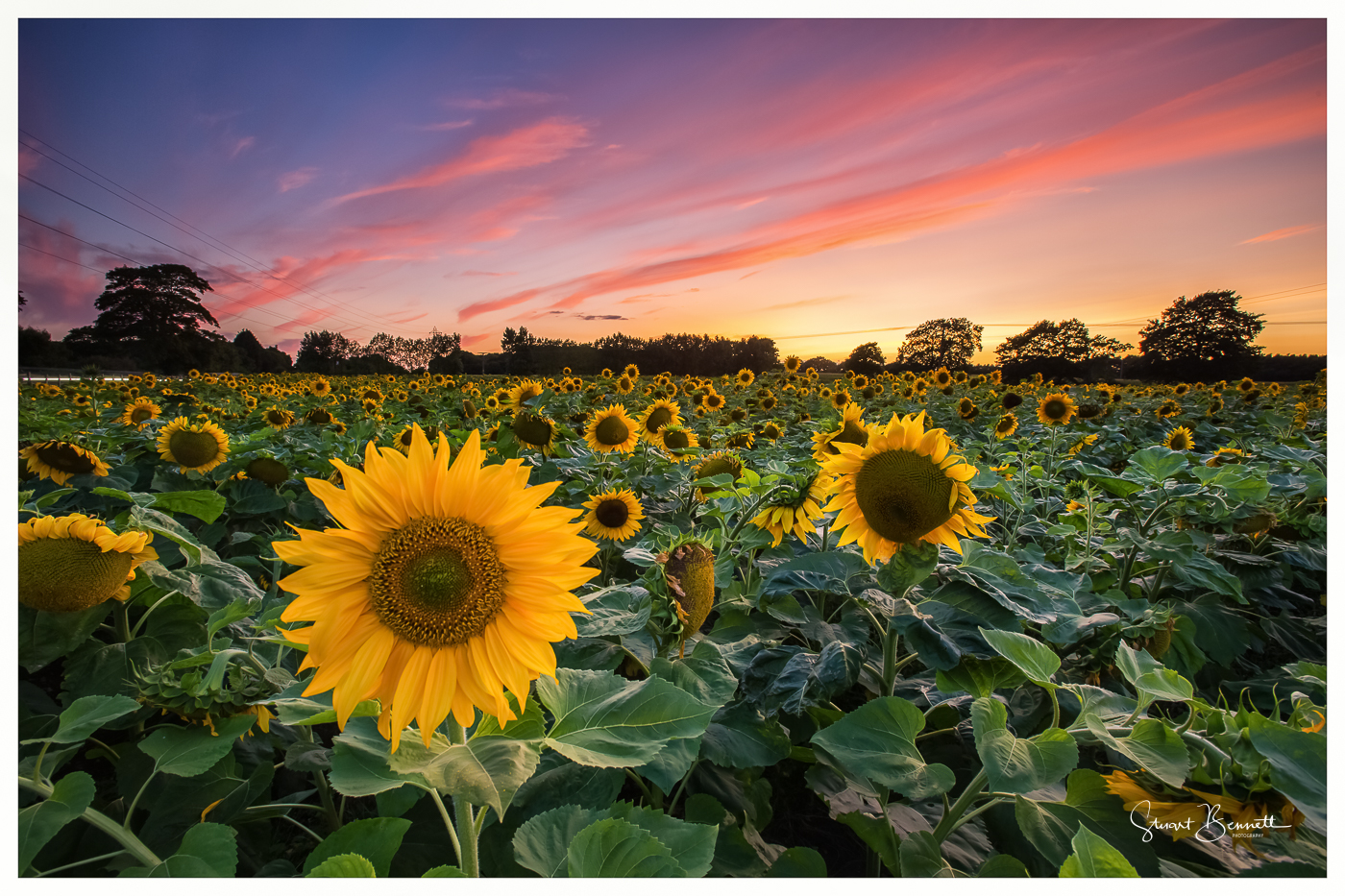 Sunflower Sunset-2.JPG