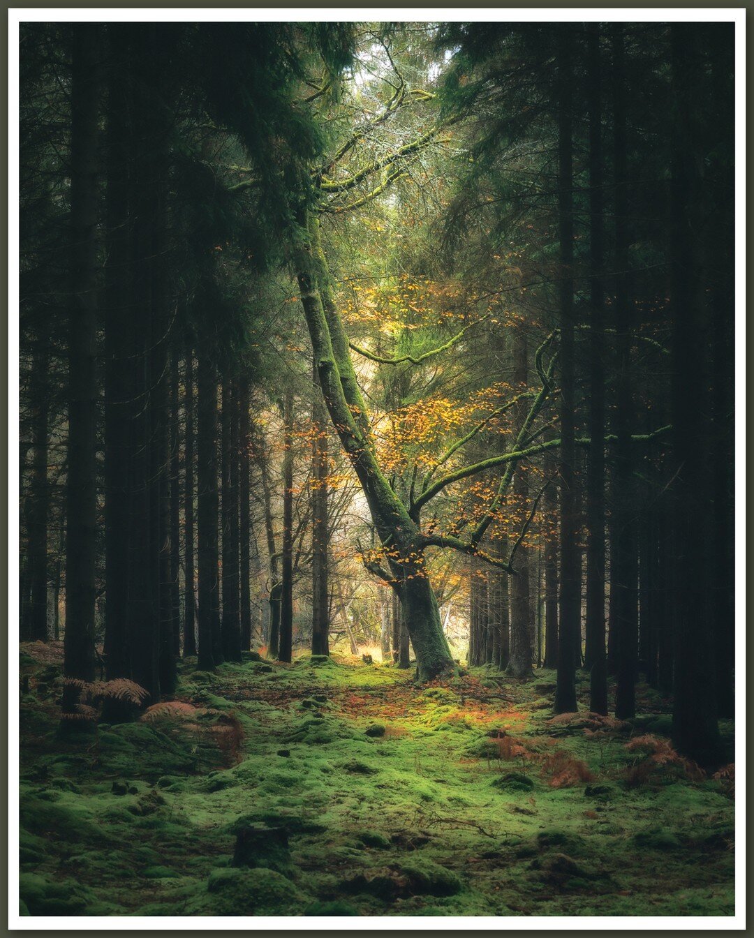 Popped out earlier for a quick wander around the forest before the last of the autumn colours disappear. I struggle with woodland photography as I find the scenes all just look too chaotic and messy, so this time I mainly stuck to my 100-400 lens whi