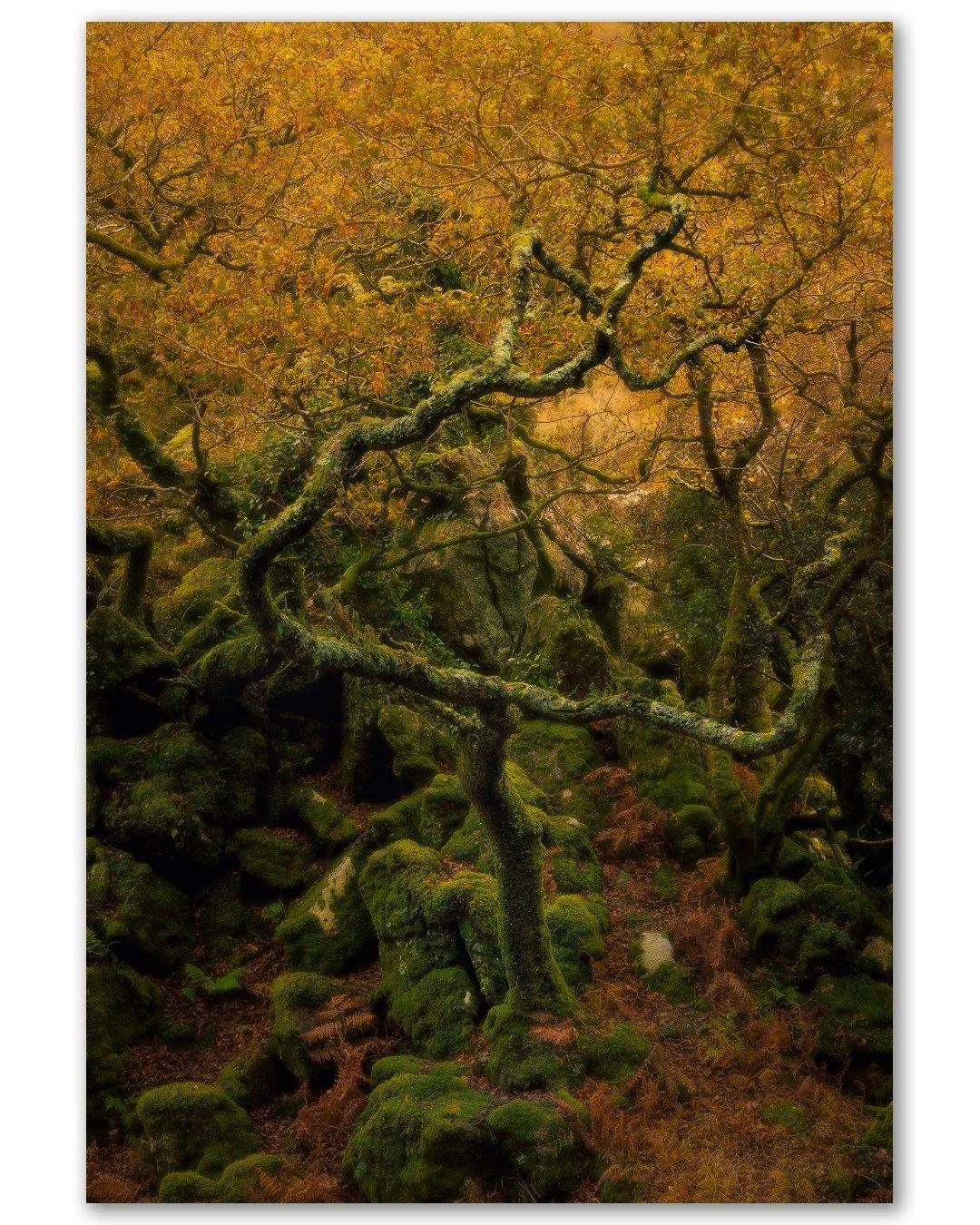 I managed to find 3 shots from yesterdays mucking around in the woods by the Dewerstone and River Plym that I'm semi happy with. I really *really* struggle with woodland stuff.... 

I can see the shots when I'm there and they look great on the back o
