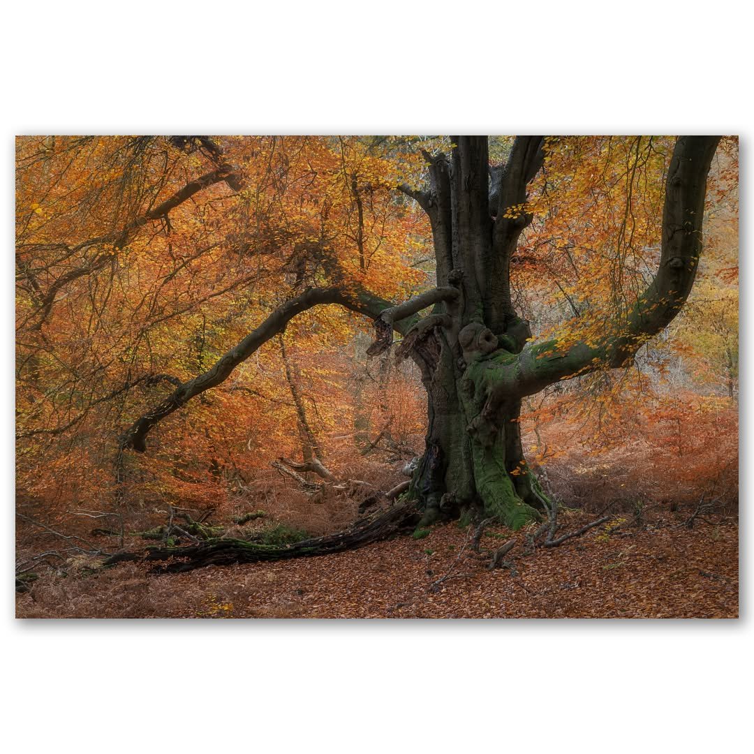 A bunch of shots from yesterdays 17km wander around Savernake Forest. My legs are covered in cuts and scratches, my feet are a bit sore (not helped by this mornings 10km run) and I've got a bunch of photos I don't really know what to do with! I love 