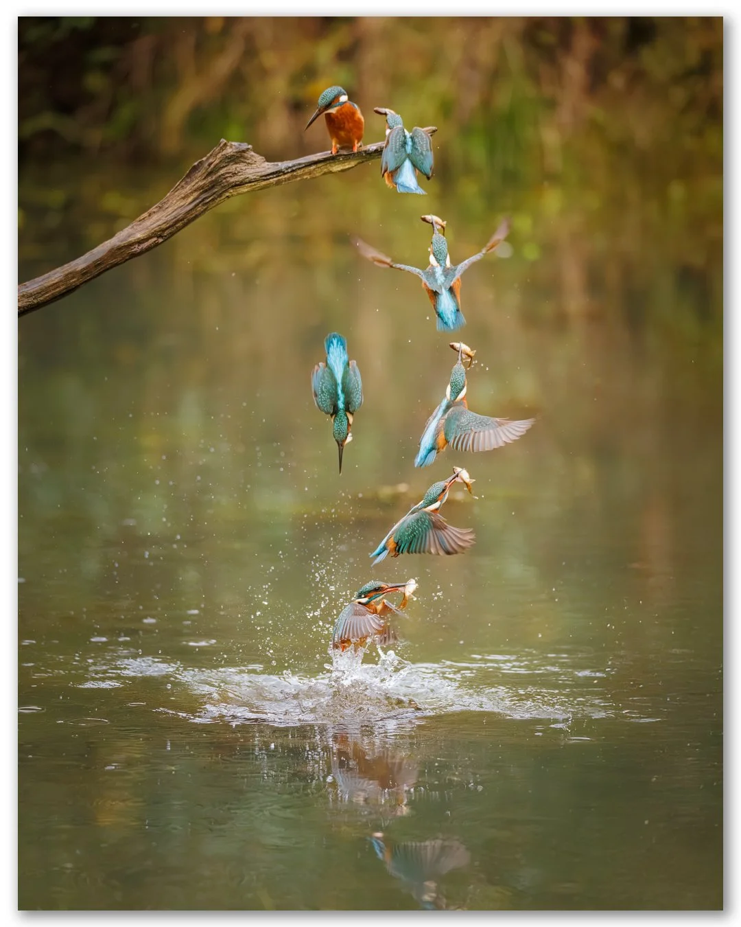 Thought I'd try something a little bit different with the Kingfishers at @otterbourne.hides.studio 

I've got a fair few shots to go through after a fun filled day at Pete's place, but I'm thinking of continuing to make the most of my week off by hea