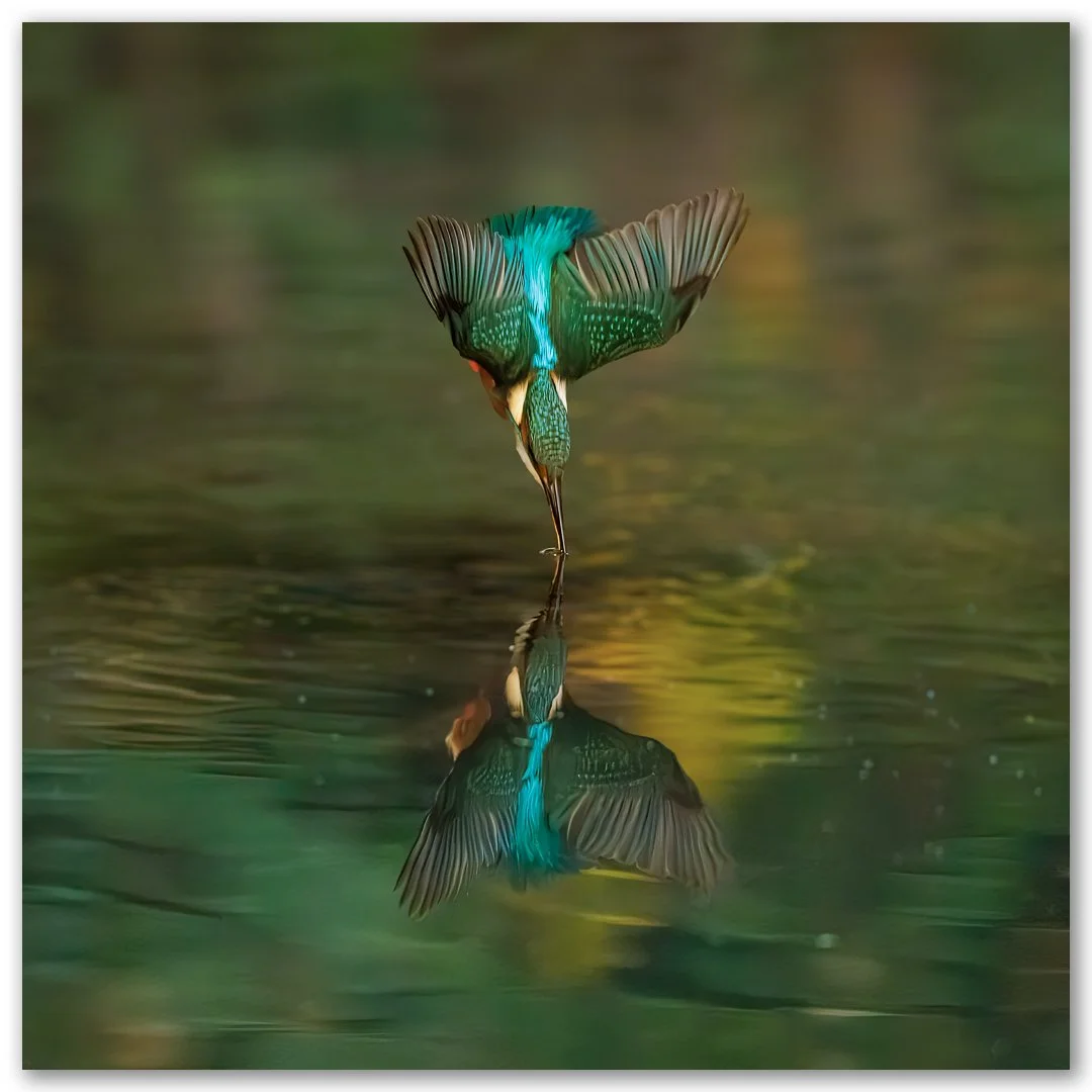 A small handful of Kingfisher shots. It looks like there were at least two females visiting us as the markings are slightly different on them, not that I'm a birding expert... They would show up pretty much bang on every 45 minutes, so over the cours