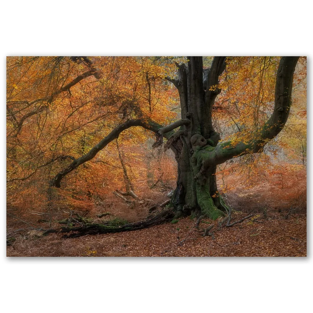 A bunch of shots from yesterdays 17km wander around Savernake Forest. My legs are covered in cuts and scratches, my feet are a bit sore (not helped by this mornings 10km run) and I've got a bunch of photos I don't really know what to do with! I love 