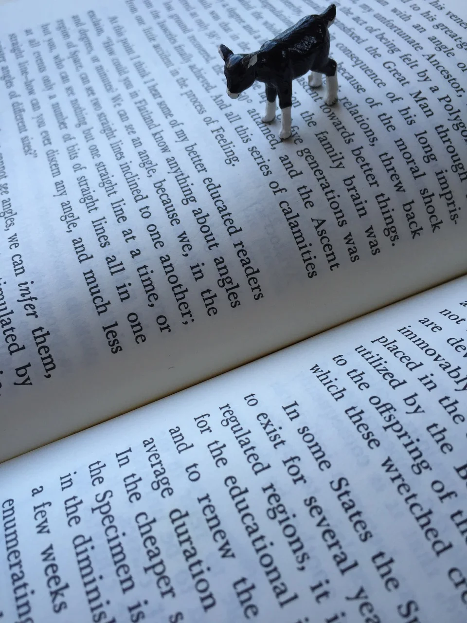 goat getting ready to explore between the lines