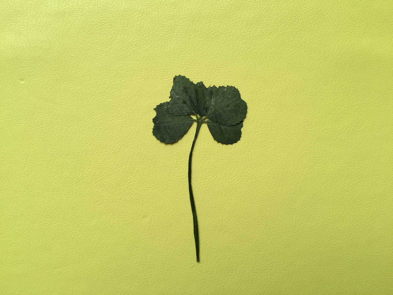 6LeafClover.jpg