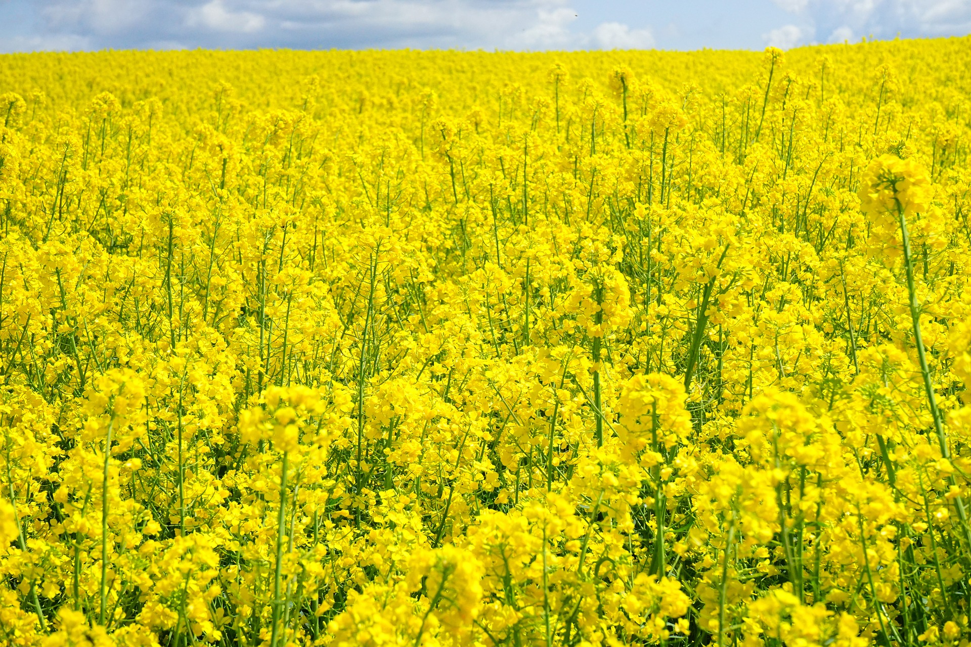 What are the health benefits of Rapeseed Oil?