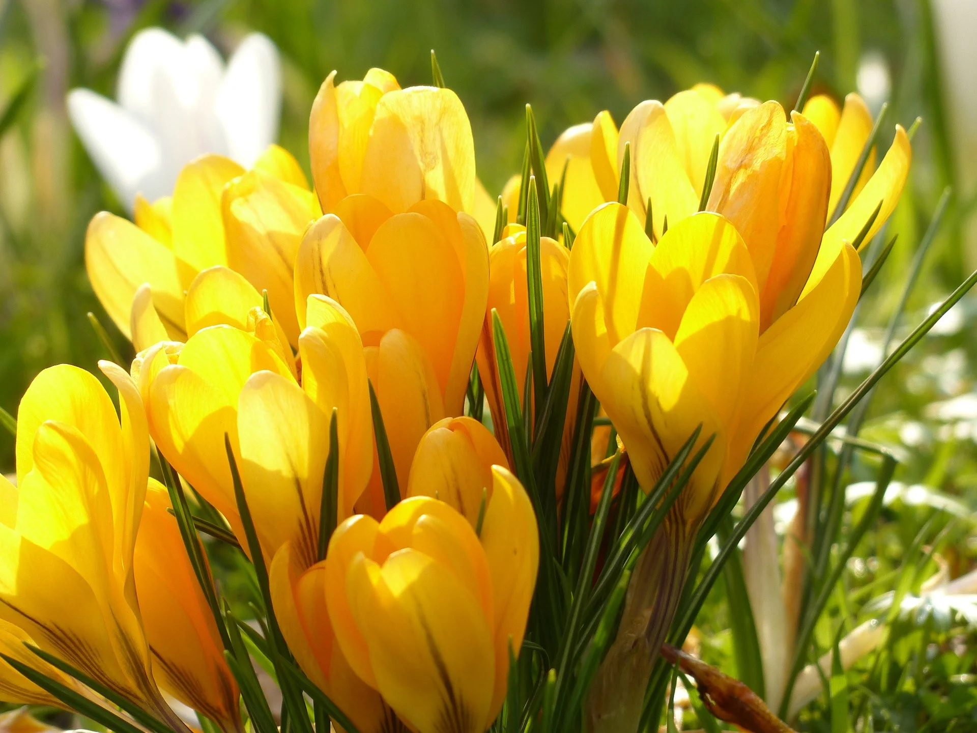 Spring gardening tasks