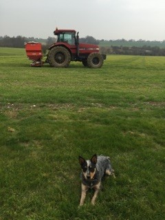 Life of a Rapeseed oil farmer: What’s happening in April