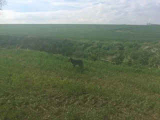 Spring growth and pest control