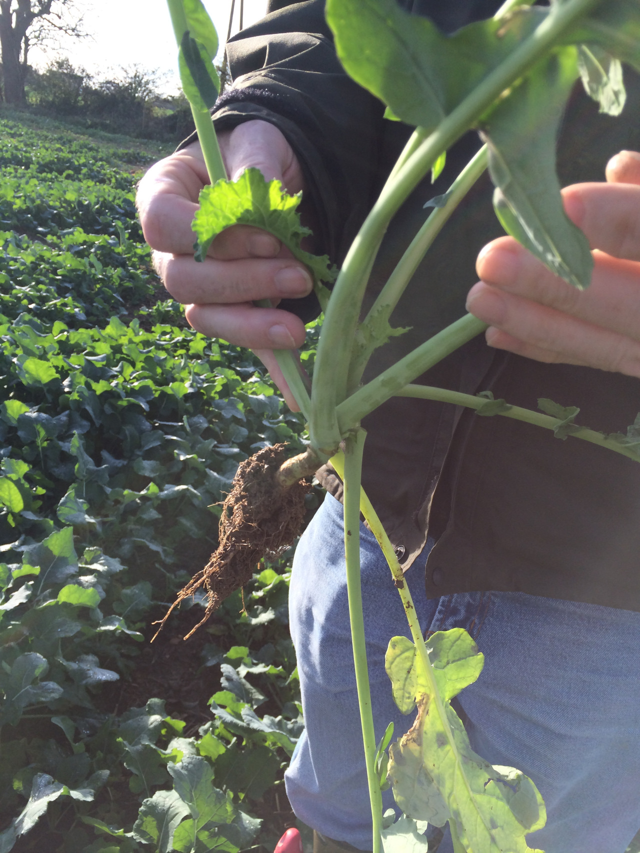 Is UK Rapeseed farmed differently to that of America?