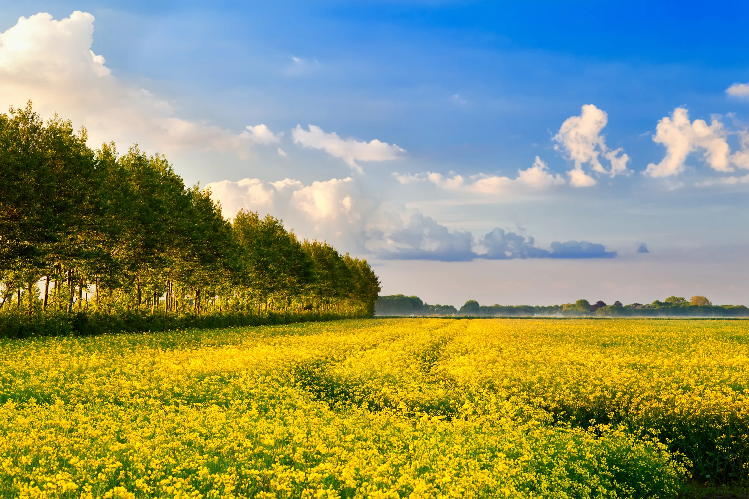 7 unusual facts about Rapeseed