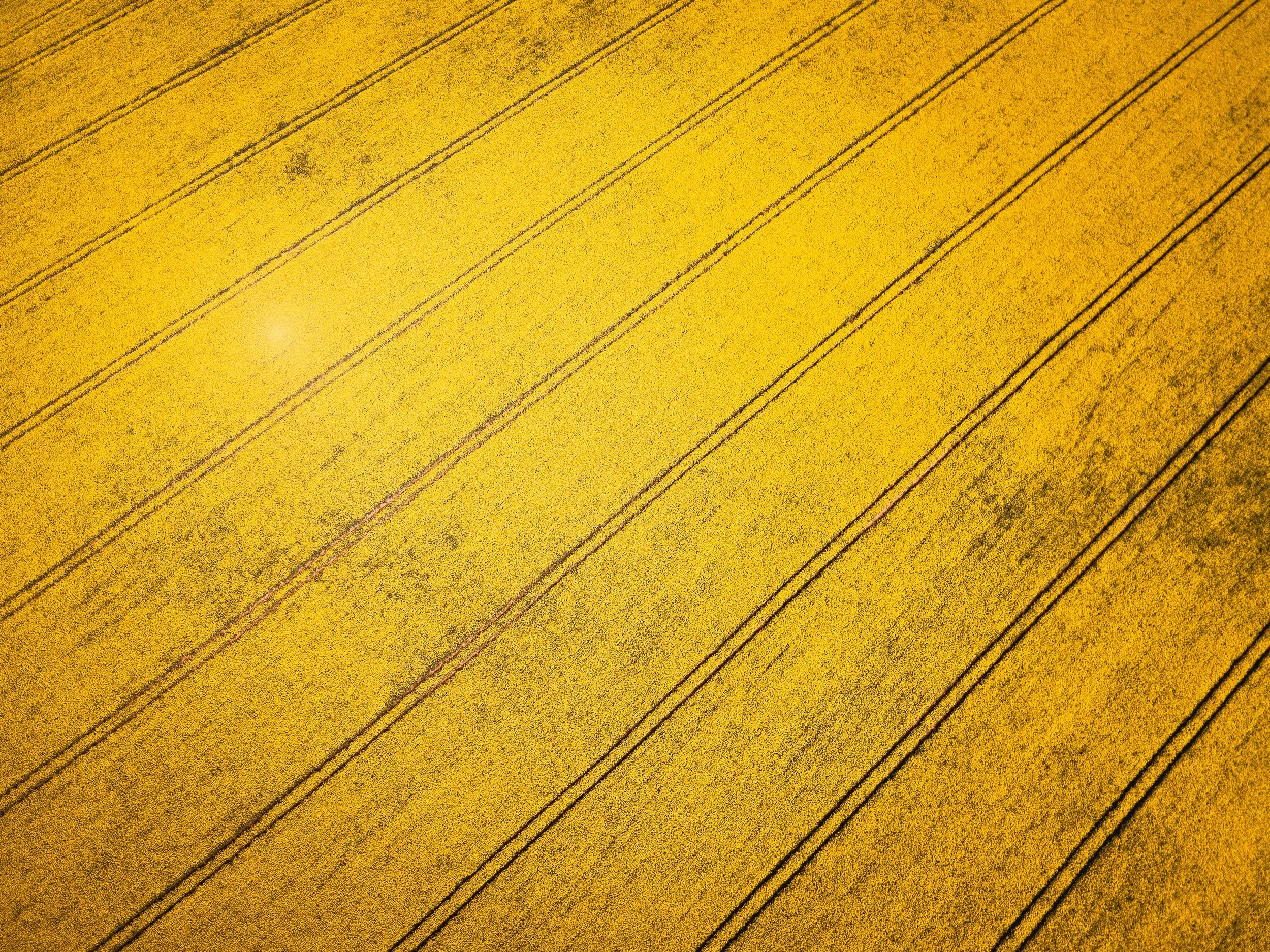Rapeseed - a brief history