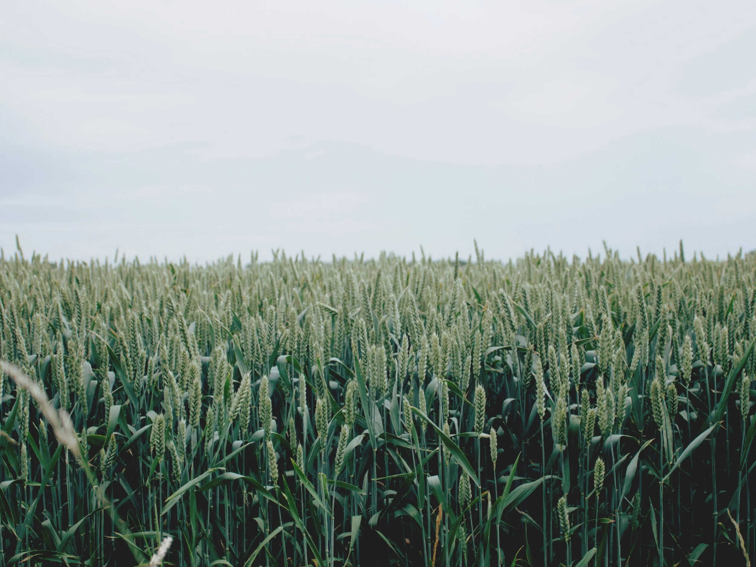adam-ullstrom-494996-unsplash.jpg