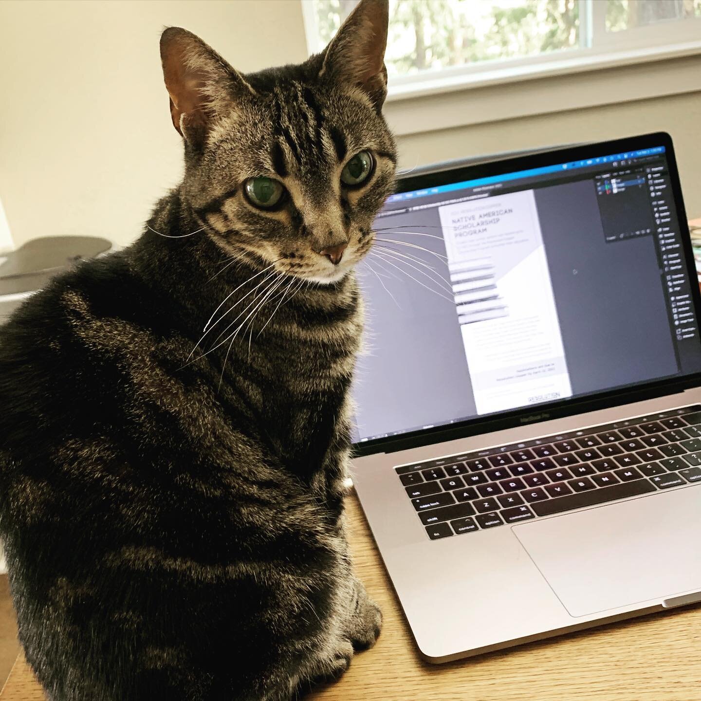 Hired a new design assistant! Lily cat is on it! 😸
:
:
#lunalilydesigns #graphicdesign #graphicdesigner #catasofinstagram #catstagram